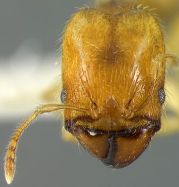Media type: image;   Entomology 20729 Aspect: head frontal view